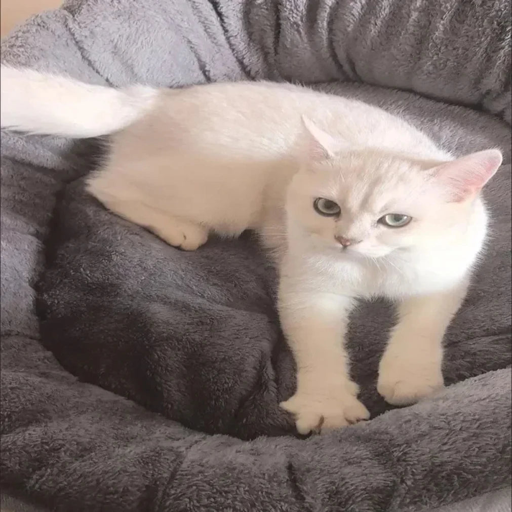 Cama Macia e Quente para Animais de Estimação